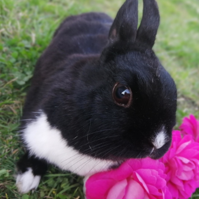 Edyta Cicharska - 8 - Królik